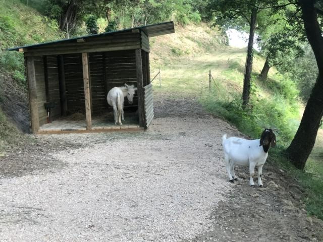 Ein Platz im Grünen: Der kleine Tierpark des Campings La Rocca. Foto: Gerhard von Kapff