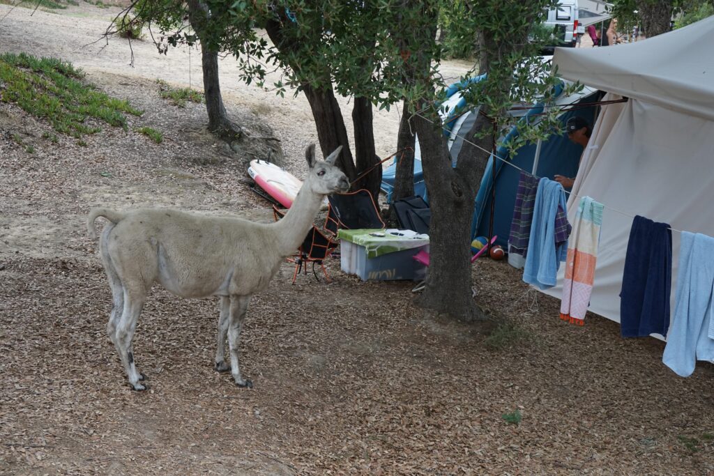 Unerwartete Besucher: Lamas auf  dem FKK-Camping Domaine de Riva Bella. Foto: Gerhard von Kapff